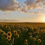 MBCT: Terapia cognitiva basada en mindfulness (8 sesiones)