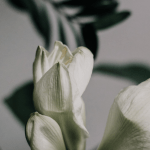 MBCT: Terapia cognitiva basada en mindfulness (8 sesiones)