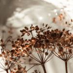 MSC: Mindfulness y Autocompasión - 8 Sesiones (Presencial)