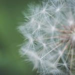 MBSR - Área del alumno